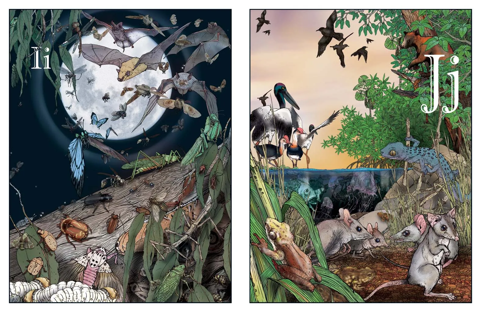 An A-Z of Australian Bush Creatures