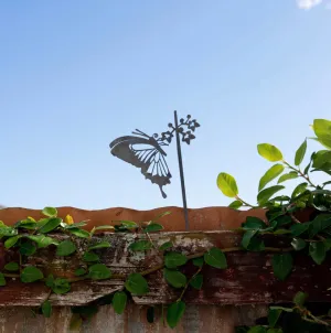 Butterfly Ulysses