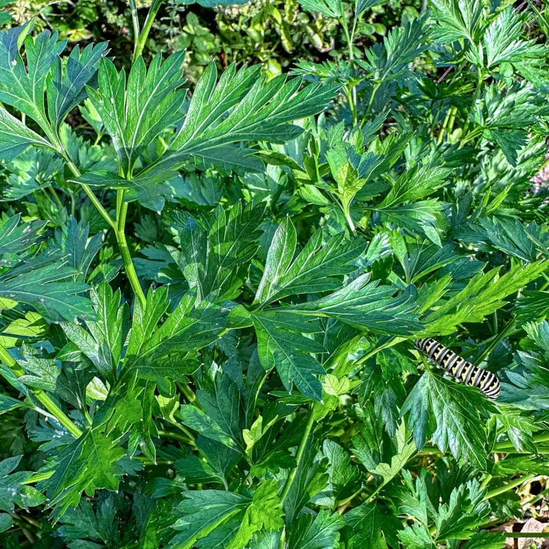 Flat Leaf Parsley