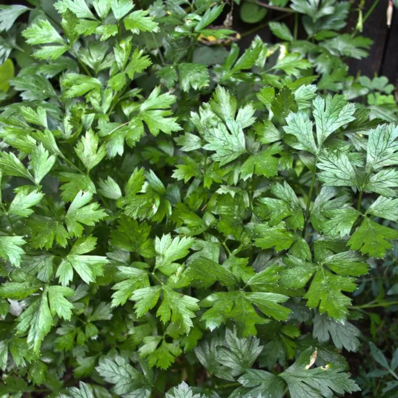 Flat Leaf Parsley