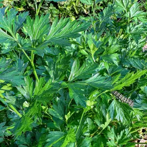Flat Leaf Parsley