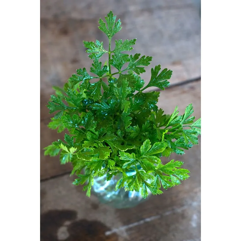 Flat Leaf Parsley