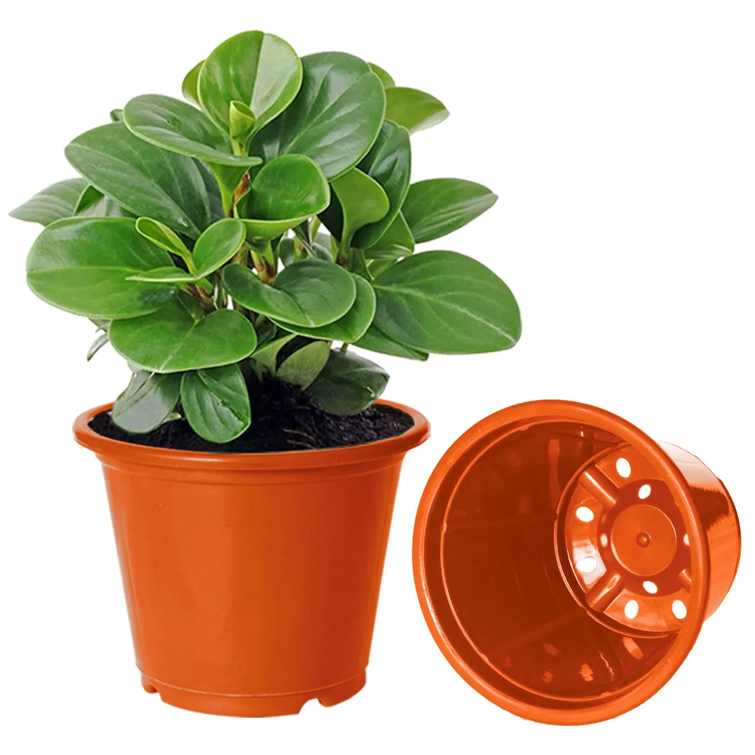 Kuber Industries Plastic Planters|Gamla|Flower Pots for Garden Nursery Home Décor,8"x6",Pack of 5 (Orange)