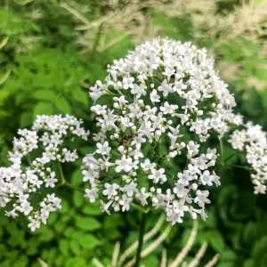 Valerian